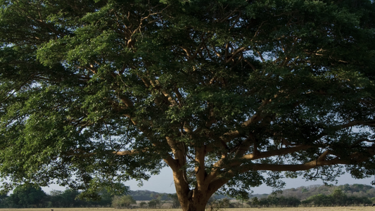 Copaíba: The Secret within the Tree